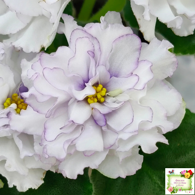 РМ-Прекрасный Жемчуг (Н. Скорнякова) 2022 г.