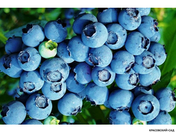 Голубика Блуэтта - Bluetta