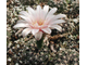 Gymnocalycium calochlorum VG-484 (D=15-18мм)