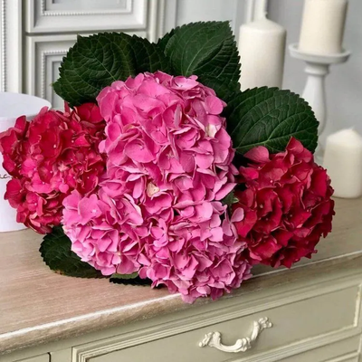 7 нежных гортензий