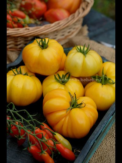 Томат CDOXCDH Б. Хортона, 10 шт