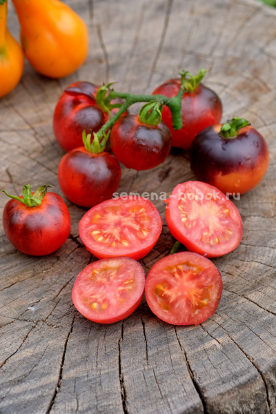 Томат Гондвана Тени, 10 шт