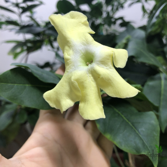 Brunfelsia Americana