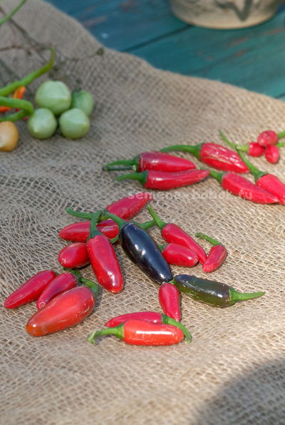 Перец острый Jalapeno Moriachi (Халапеньо Мориачи), 10 шт