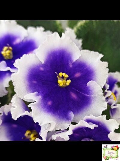 МТ-Магический Фонарик (М. Тотиева) 2023 г.