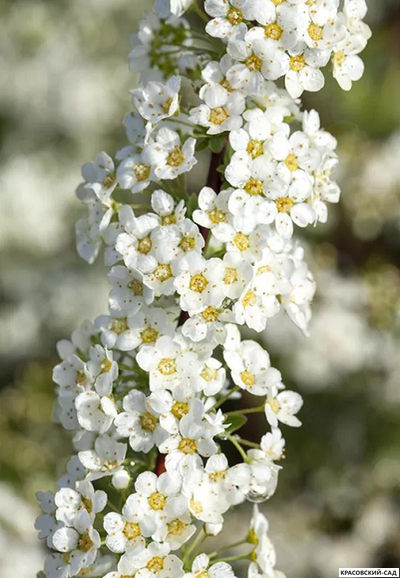 Спирея серая Грефшейм -  Grefsheim