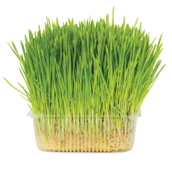 Свежая травка в лотке