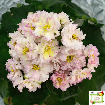 ЛЕ-Злато Скифов (Е. Лебецкая) 2015 г.