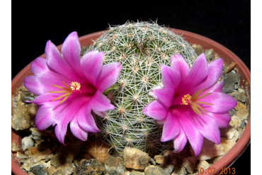 Mammillaria oliviae 