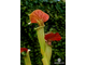 Sarracenia Elegant Hat