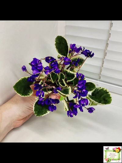 DS-Brian (Dimetris) 2014 г. (пестролистная бастл-листва)