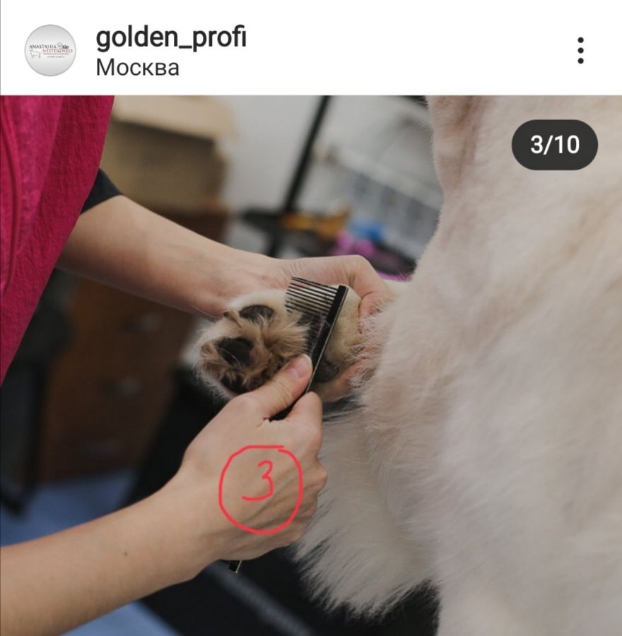 Стрижка передних лап - этап 3