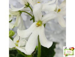 Lunar Lily white (селекционер неизвестен) (лист укоренённый)