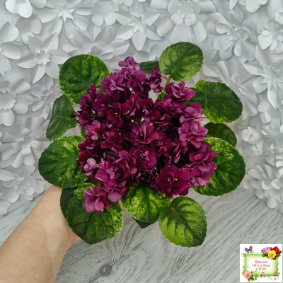 СВ-Город Солнечногорск (О.Емельянова) 2023 г. трейлер