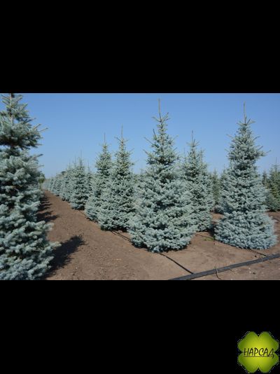 Ель колючая "БЛЮ ДАЙМОНД" (саженец 0,9 см)