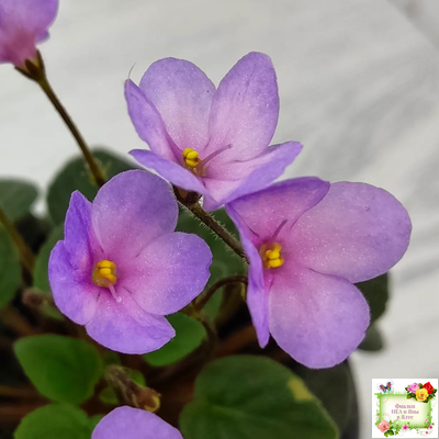 Frosted Fantasy спорт трейлер