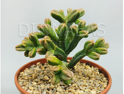 Crassula pyramidalis