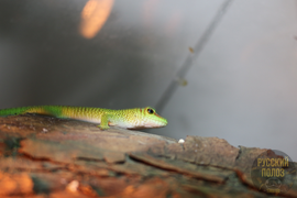 Мадагаскарский дневной геккон, Фельзума Мадагаскарская, Phelsuma madagascariensis