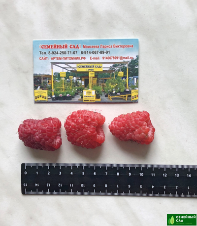 Малина "Затонская"