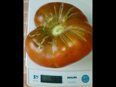 Томат Моруно де Мадрид (Moruno de Madrid)