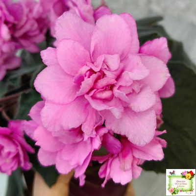 Pink Tulip Gold (японская селекция)