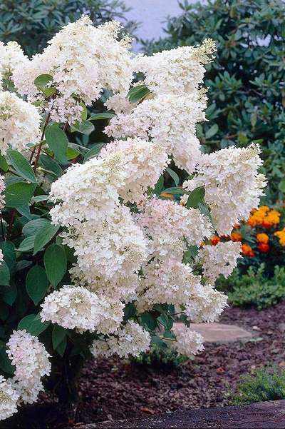 Гортензия метельчатая Grandiflora