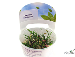 Лилеопсис бразильский (меристемный)