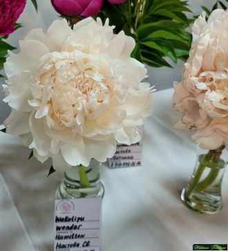 Paeonia Wakatipu Wonder