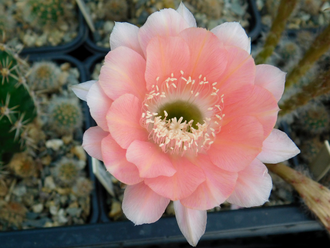 Echinopsis hybrid `Карамель` - 10 семян