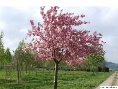 Вишня Канзан - Kanzan