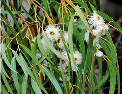 Гидролат Эвкалипт шаровидный (Eucalyptus globulus) листья, 100 мл