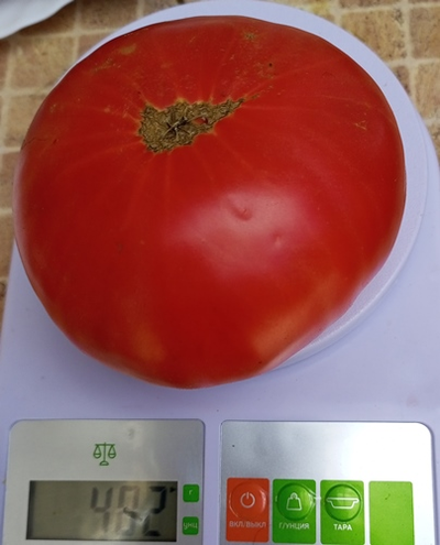 Томат Розовый из Пералеса (Rosa de Perales) Испания