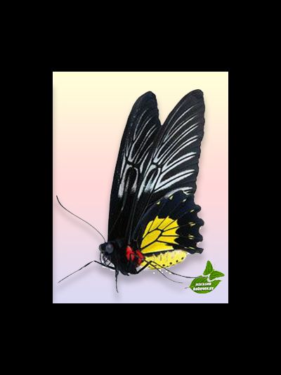 Тройдес огромная бабочка , очень красивая