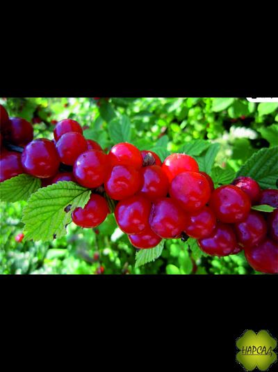 ВИШНЯ ВОЙЛОЧНАЯ саженец 3 года с ягодами