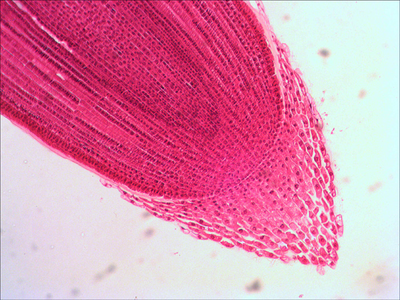 Набор микропрепаратов Levenhuk N80 NG «Увидеть все!»