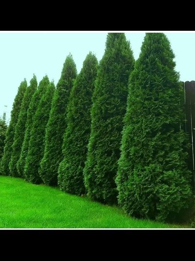 туя западная Смарагд  Р9