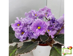 Н-Озёрный Край (Н. Бердникова) 2018