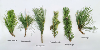 Кедр сибирский (Pinus sibirica), лапки (5 мл) - 100% натуральное эфирное масло