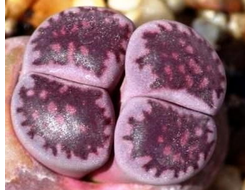 Lithops salicola cv.Bacchus - 5 семян