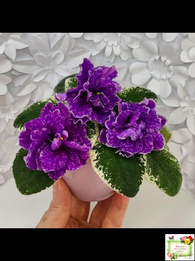 SV-Космические Ежи (С. Суворова) 2021 г.