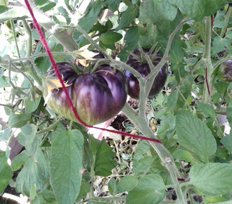 Семена томата Убеждение