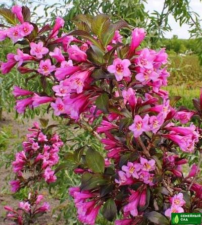 Вейгела  "Nana Purpurea" (Нана Пурпуреа)