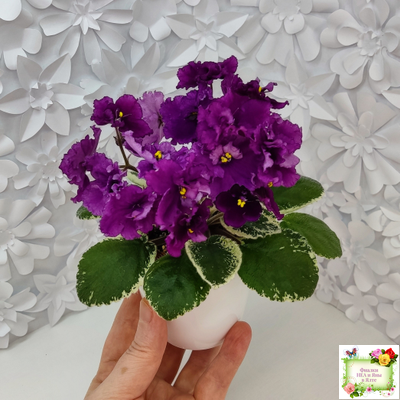 ЛЕ-Адреналин (Е. Лебецкая) 2020 г.