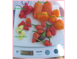 перец сладкий Апельсин