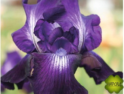 ИРИС БОРОДАТЫЙ "ВИННЕР СЕКЛ" (80 см)