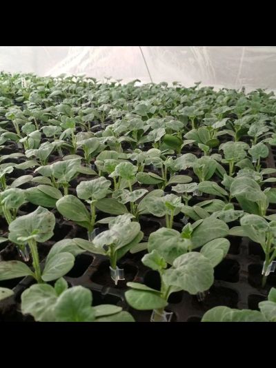 Подвой РУТПАУЭР F1 (ROUTPOWER) , 10 шт