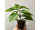 Brunfelsia latifolia compacta