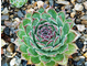 Sempervivum tectorum - розетка