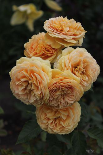 Голден Зест (Golden Zest) | описание, фото и отзывы на Rozariym.ru