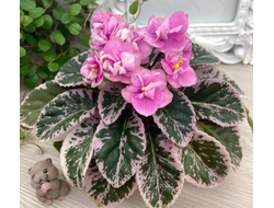 146) АВ- Мерцающий Фонтан 21г. (п.мини) (дет)